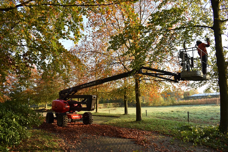 Snoeien bomen Weertrondhout