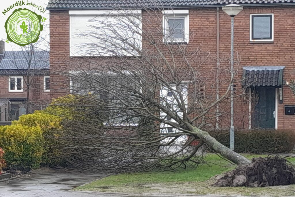 Krinkels Stormschade Moerdijk